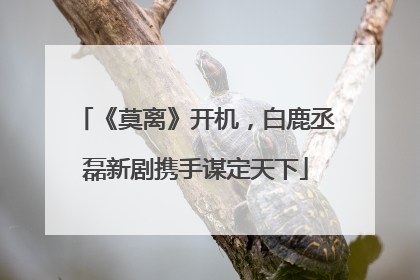 《莫离》开机，白鹿丞磊新剧携手谋定天下