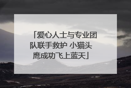 爱心人士与专业团队联手救护 小猫头鹰成功飞上蓝天