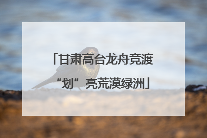 甘肃高台龙舟竞渡“划”亮荒漠绿洲