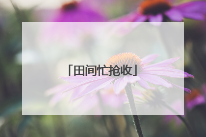 田间忙抢收