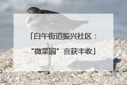 白午街道振兴社区：“微菜园”喜获丰收