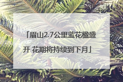 眉山2.7公里蓝花楹盛开 花期将持续到下月
