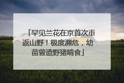 罕见兰花在京首次重返山野！极度濒危，幼苗曾遭野猪啃食