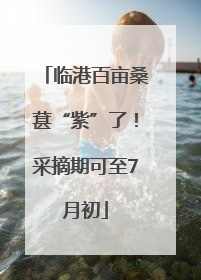 临港百亩桑葚“紫”了！采摘期可至7月初