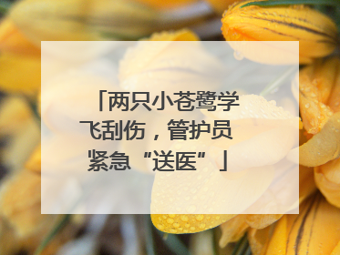 两只小苍鹭学飞刮伤，管护员紧急“送医”