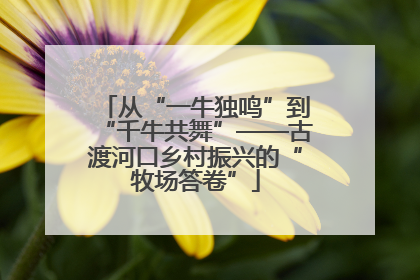 从“一牛独鸣”到“千牛共舞”——古渡河口乡村振兴的“牧场答卷”