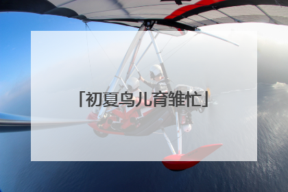 初夏鸟儿育雏忙