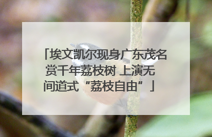 埃文凯尔现身广东茂名 赏千年荔枝树 上演无间道式“荔枝自由”
