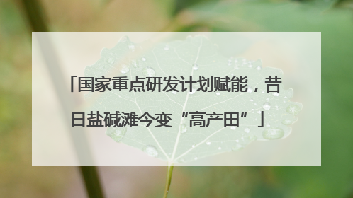 国家重点研发计划赋能，昔日盐碱滩今变“高产田”