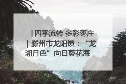 四季流转 多彩枣庄｜滕州市龙阳镇：“龙湖月色”向日葵花海 绘就乡村振兴新画卷