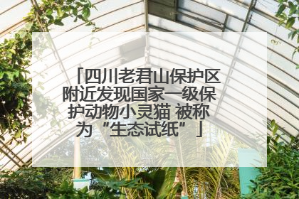 四川老君山保护区附近发现国家一级保护动物小灵猫 被称为“生态试纸”