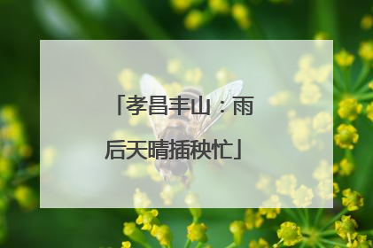 孝昌丰山：雨后天晴插秧忙