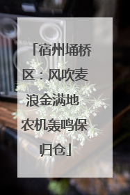 宿州埇桥区：风吹麦浪金满地 农机轰鸣保归仓