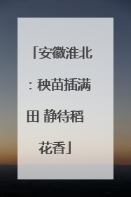 安徽淮北：秧苗插满田 静待稻花香