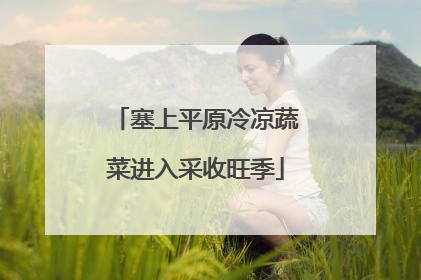 塞上平原冷凉蔬菜进入采收旺季