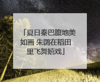 夏日秦巴腹地美如画 朱鹮在稻田里飞舞嬉戏