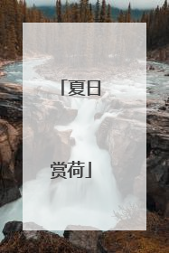 夏日赏荷