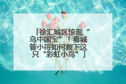 徐汇城区惊现“鸟中国宝”！看城管小哥如何救下这只“彩虹小鸟”