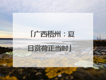 广西梧州：夏日赏荷正当时