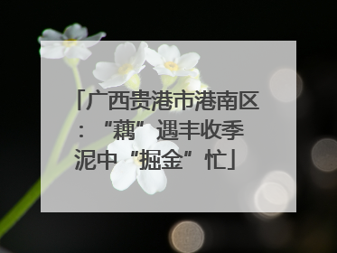 广西贵港市港南区：“藕”遇丰收季 泥中“掘金”忙