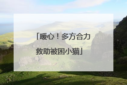 暖心！多方合力救助被困小猫