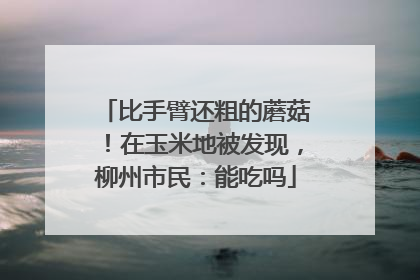 比手臂还粗的蘑菇！在玉米地被发现，柳州市民：能吃吗