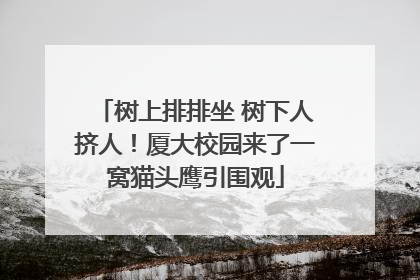 树上排排坐 树下人挤人！厦大校园来了一窝猫头鹰引围观