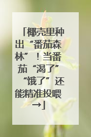 椰壳里种出“番茄森林”！当番茄“渴了”“饿了”还能精准投喂→