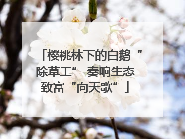 樱桃林下的白鹅“除草工” 奏响生态致富“向天歌”