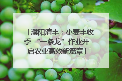 濮阳清丰：小麦丰收季 “一条龙”作业开启农业高效新篇章