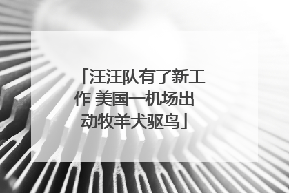 汪汪队有了新工作 美国一机场出动牧羊犬驱鸟
