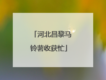 河北昌黎马铃薯收获忙