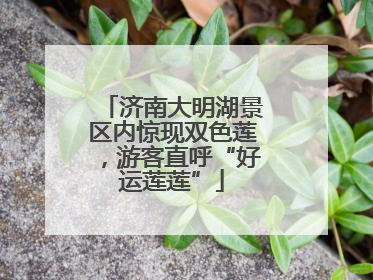 济南大明湖景区内惊现双色莲，游客直呼“好运莲莲”