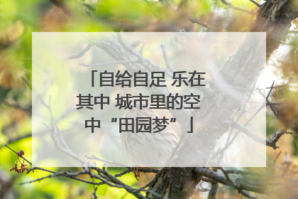 自给自足 乐在其中 城市里的空中“田园梦”
