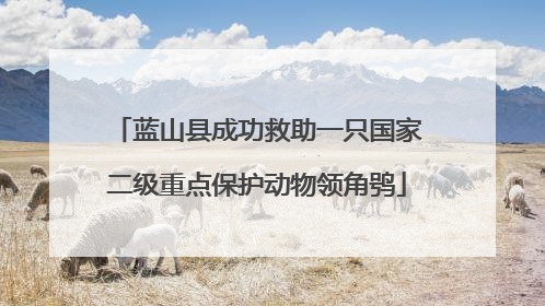 蓝山县成功救助一只国家二级重点保护动物领角鸮