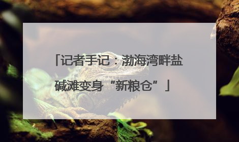 记者手记：渤海湾畔盐碱滩变身“新粮仓”