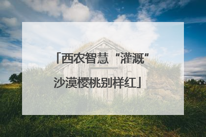 西农智慧“灌溉” 沙漠樱桃别样红