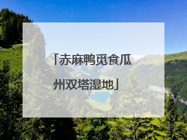 赤麻鸭觅食瓜州双塔湿地