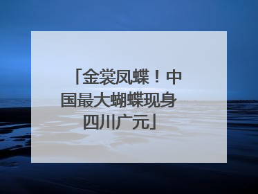 金裳凤蝶！中国最大蝴蝶现身四川广元