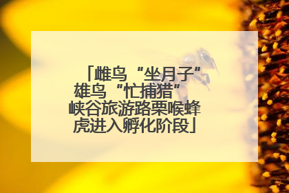 雌鸟“坐月子”雄鸟“忙捕猎” 峡谷旅游路栗喉蜂虎进入孵化阶段