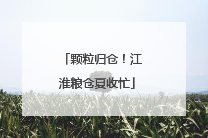 颗粒归仓！江淮粮仓夏收忙