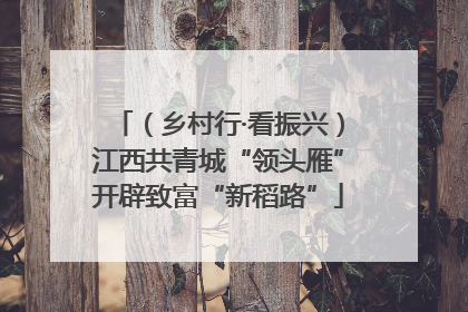 （乡村行·看振兴）江西共青城“领头雁”开辟致富“新稻路”