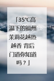 35℃高温下的福州茉莉花越热越香 背后门道你知道吗？